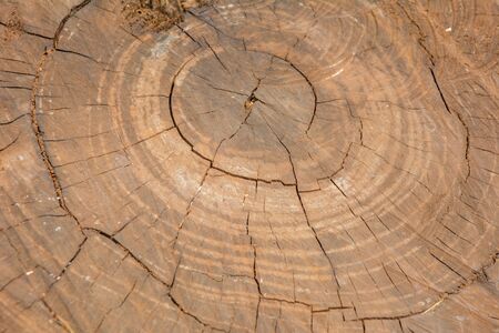 Texture of a stumpの写真素材