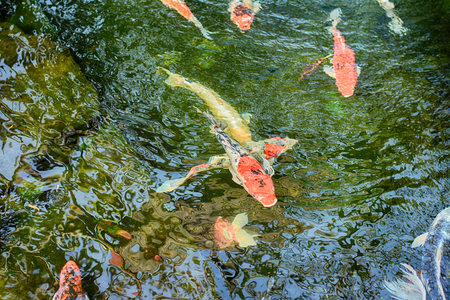 Koi Carps in various colors and sizes in a fish pond.の写真素材