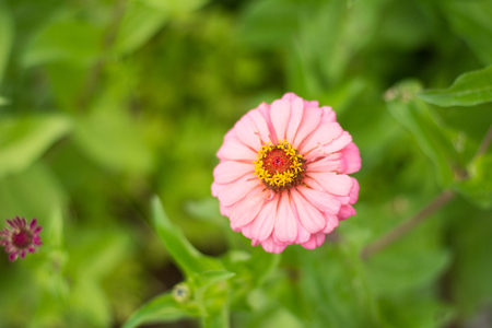 Pink flower of gerbera on garden. background concept.の写真素材