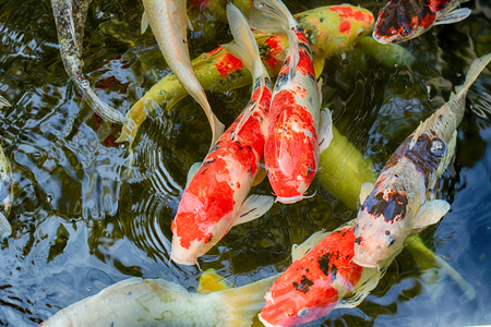 Koi Carps in various colors and sizes in a fish pond.の写真素材