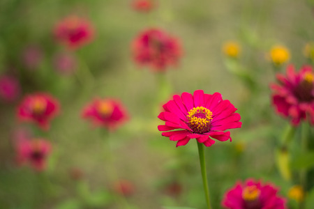 Pink flower of gerbera on garden. background concept.