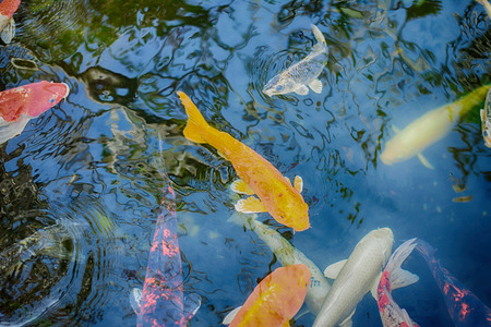 Koi Carps in various colors and sizes in a fish pond.の写真素材