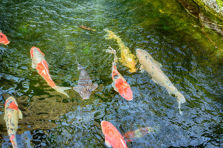 Koi Carps in various colors and sizes in a fish pond.の写真素材