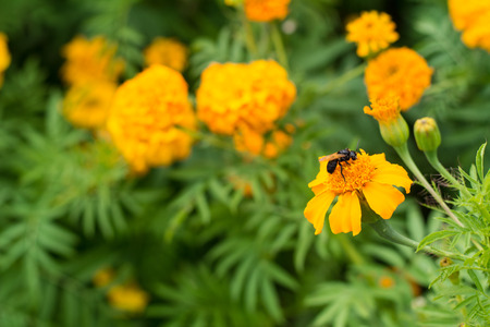 Insect  perched on marigolds flower in garden. background concept.の写真素材