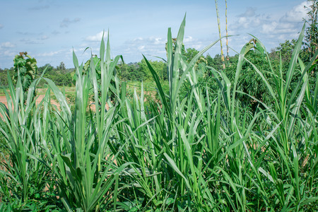 Napier grassの写真素材