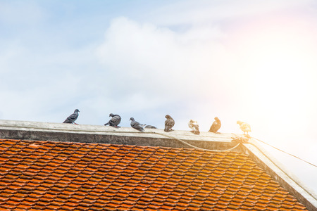 Pigeon on the pattern roof with sky background.の写真素材