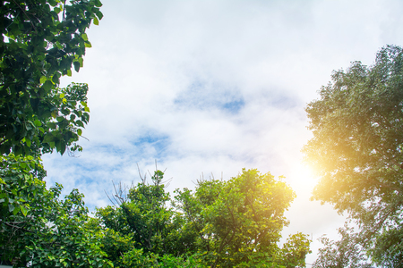 forest trees nature green wood sunlight backgrounds.の写真素材