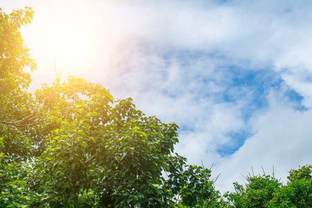 forest trees nature green wood sunlight backgrounds.の写真素材