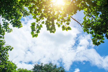 forest trees nature green wood sunlight backgrounds.の写真素材