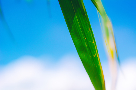 Green bamboo leaf on sky background.Background concept.の写真素材