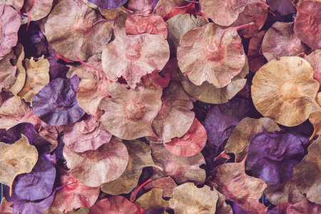 Leaves and dried flowers, colourful ton, background and texture concept.の写真素材
