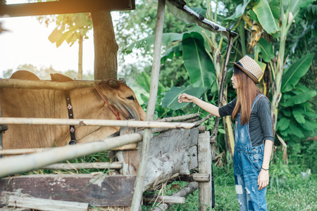 Woman feeding cows in farm. she wearing brown hat and jeans.の写真素材