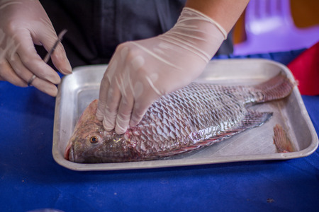Scientist surgery fish for study or research freshwater fish , Disease and Internal organs.Science concept.の写真素材