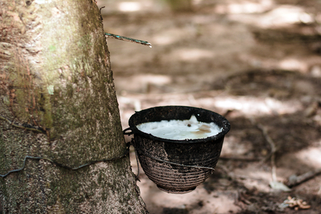 Rubber Plantation (Rubber Milk) in Thailand.の写真素材
