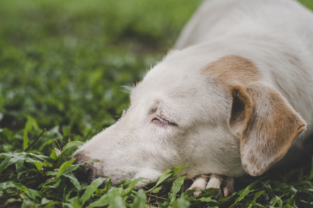 whtie dog on grass,in a lonely mood,vintage tone.の写真素材