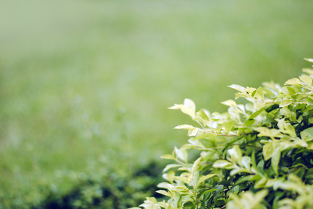 Green background from a tree,nature concept.の写真素材