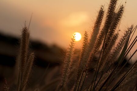 Close up of flower grass on sunset background in the evening.の写真素材
