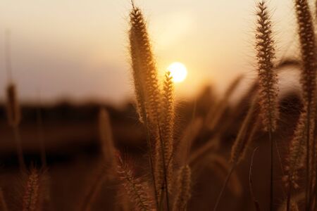 Close up of flower grass on sunset background in the evening.の写真素材