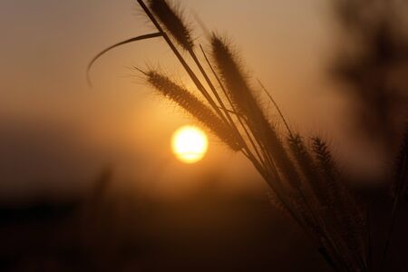Close up of flower grass on sunset background in the evening.の写真素材