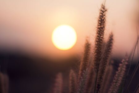 Close up of flower grass on sunset background in the evening.の写真素材