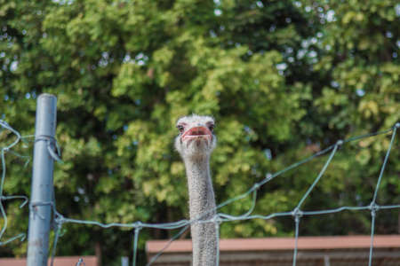 Close up of ostriches on a farm in thailand.の写真素材