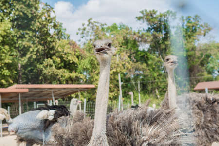 Close up of ostriches on a farm in thailand.の写真素材