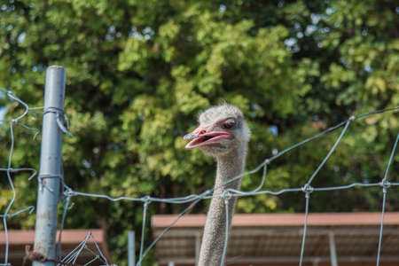 Close up of ostriches on a farm in thailand.の写真素材
