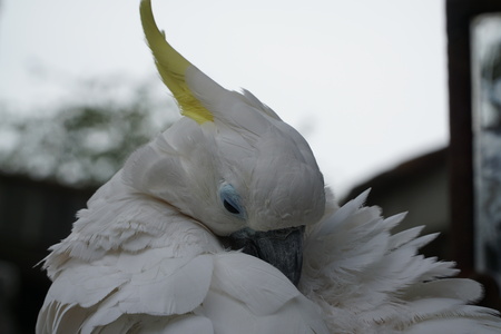 White cockatooの写真素材