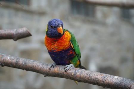Parrot on a branchの写真素材