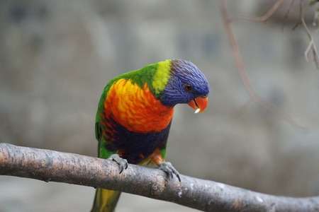 Parrot on a branchの写真素材