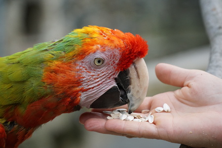 Handfeeding parrotの写真素材