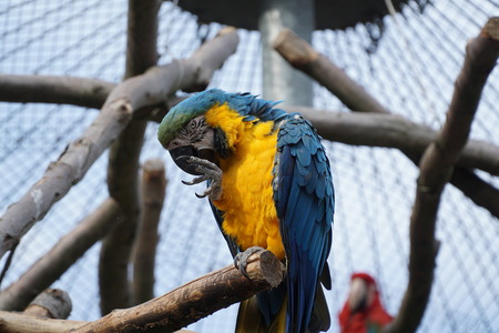 Parrot cleaning his feetの写真素材