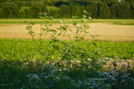 Yarrow flowers in the fieldの写真素材
