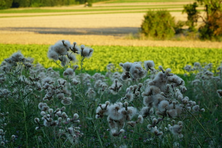 Dandelion flowers in the fieldの写真素材