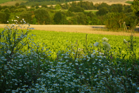 Chamomile Flowers in the summer fieldの写真素材