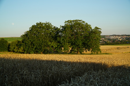 Summer crop fieldsの写真素材