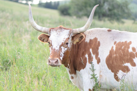 Alberta Longhorn Cow