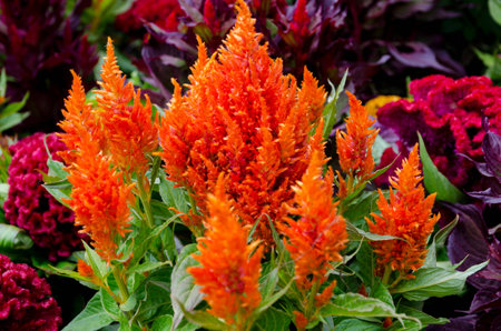Celosia, Plumed Cockscomb Flowerの写真素材