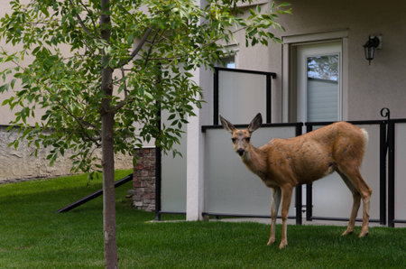 Mule Deer in the cityの写真素材