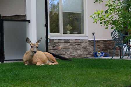 Deer lying down in the backyardの写真素材