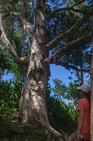 Old interesting tree and woman peacefully admiring itの写真素材