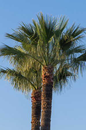 Two Palm Treesの写真素材