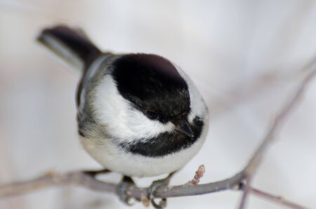 Black-Capped Chickadee closeupの写真素材