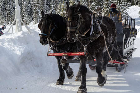 Horses pull a sled with tourists around Lake Louise, Canadaの写真素材