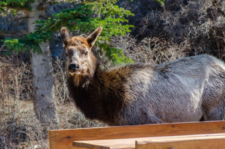 A cow elk grazing beside a picnic table near a parking lot in the town of Banffの写真素材