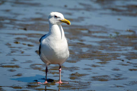 Larus seagull (western or glaucous-winged) on Spanish Banks Beach, Vancouver, BCの写真素材