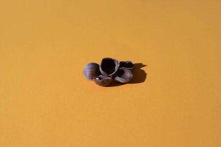 a bunch of peeled hazelnuts on an orange colored background; photo with hard light