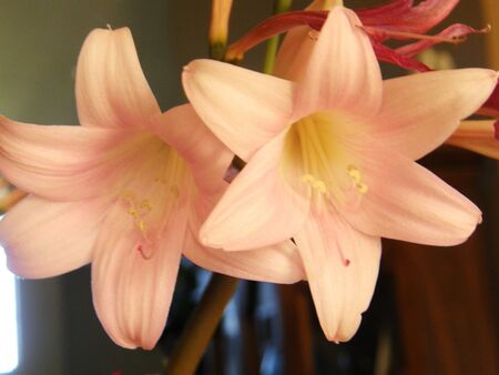 Flowers Flowers