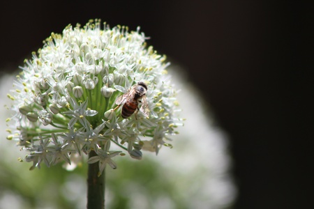 Bee   Onion Flower