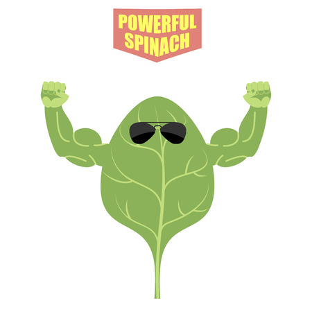 powerful spinach. A strong plant with big muscles. Green, fresh lettuce. Vector illustrationのイラスト素材